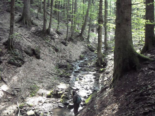 Foreste Casentinesi: La Lama e dintorni